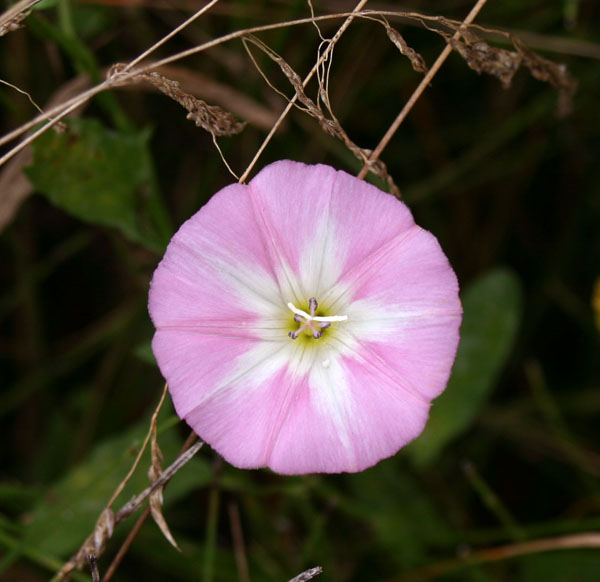 Convolvulus arvensis / Vilucchio comune